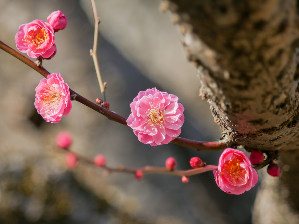 梅の花で比較作例6(G7)