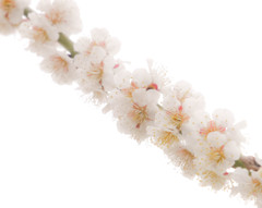 梅の花　数珠繋ぎ