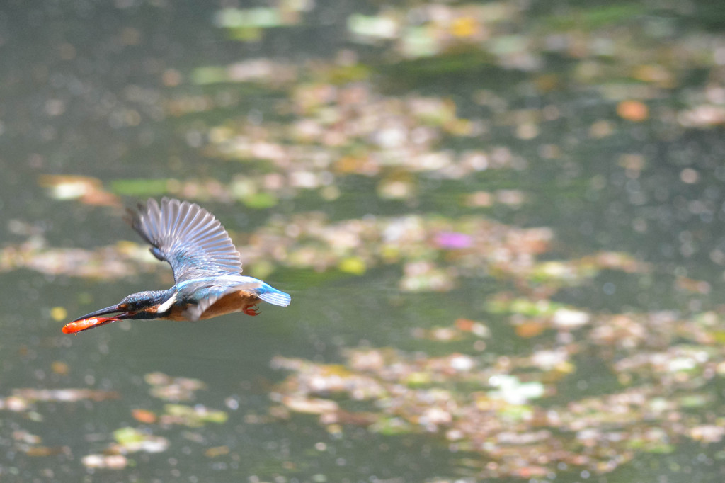 カワセミの横っ飛びが撮りやすいカメラ