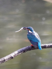 お魚、捕ったど～