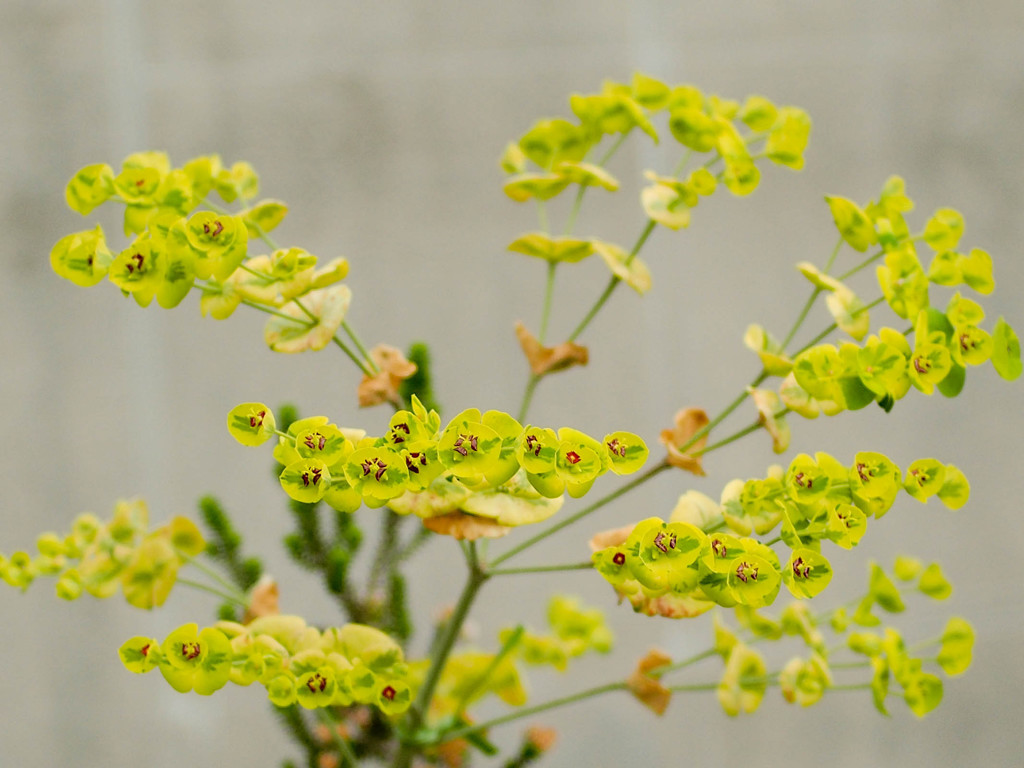 ZUIKO 28mm 2.8 MC F2.8で撮影