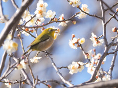 梅を愛でるウメジロー