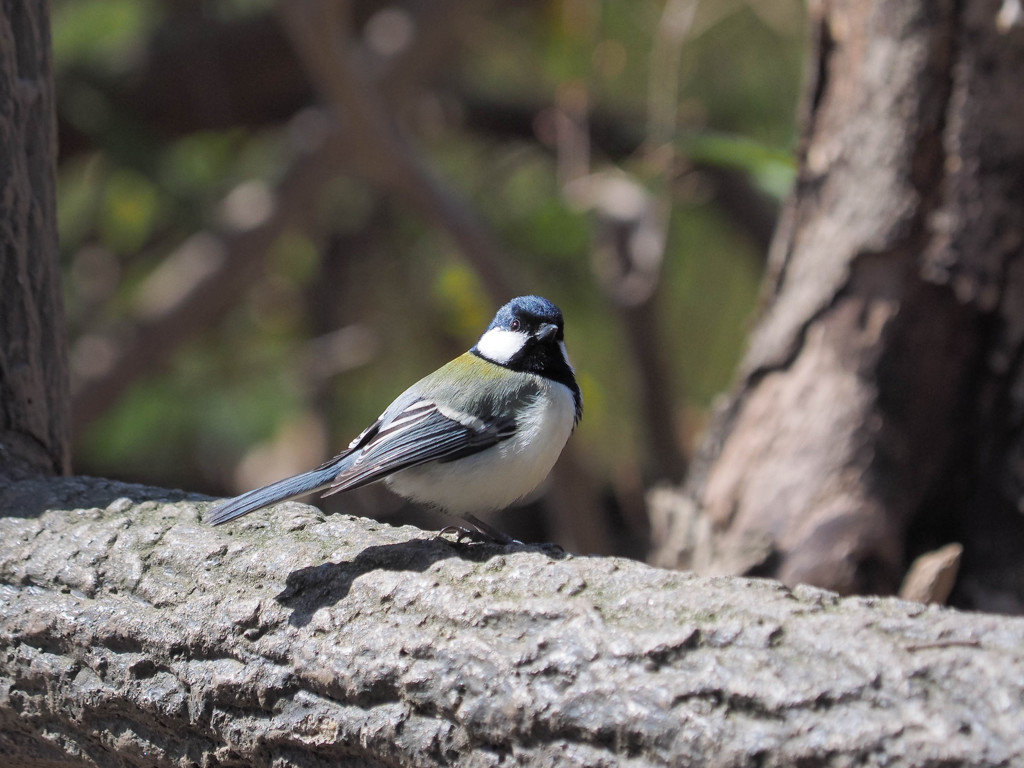 綺麗な瞳のシジュウカラさん２