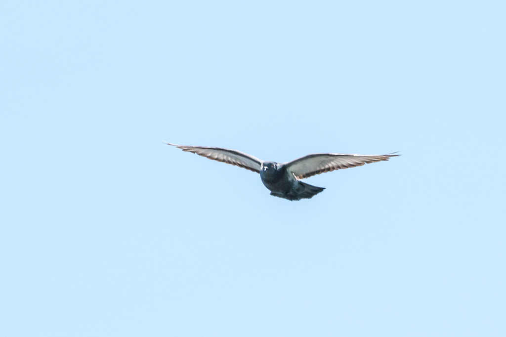 鳩、滑空