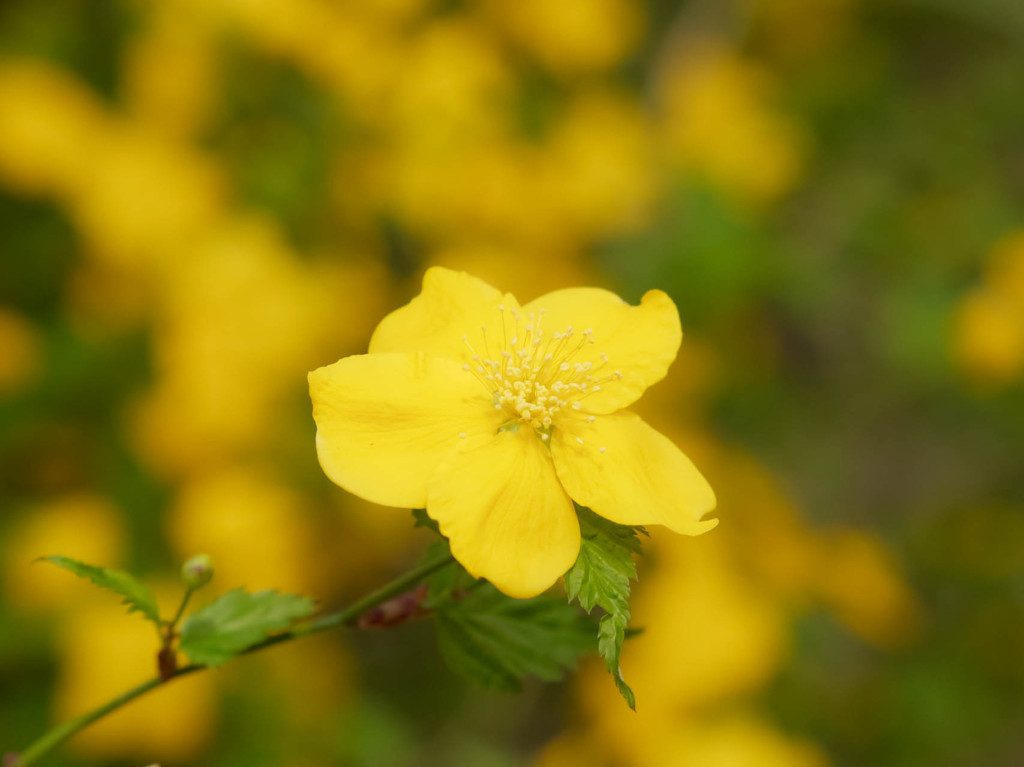 ヤマブキでレンズ比較M.ZUIKO 45mm/1.8