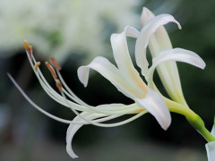 彼岸花、綺麗な一輪