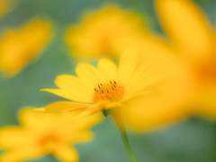 風に荒れる