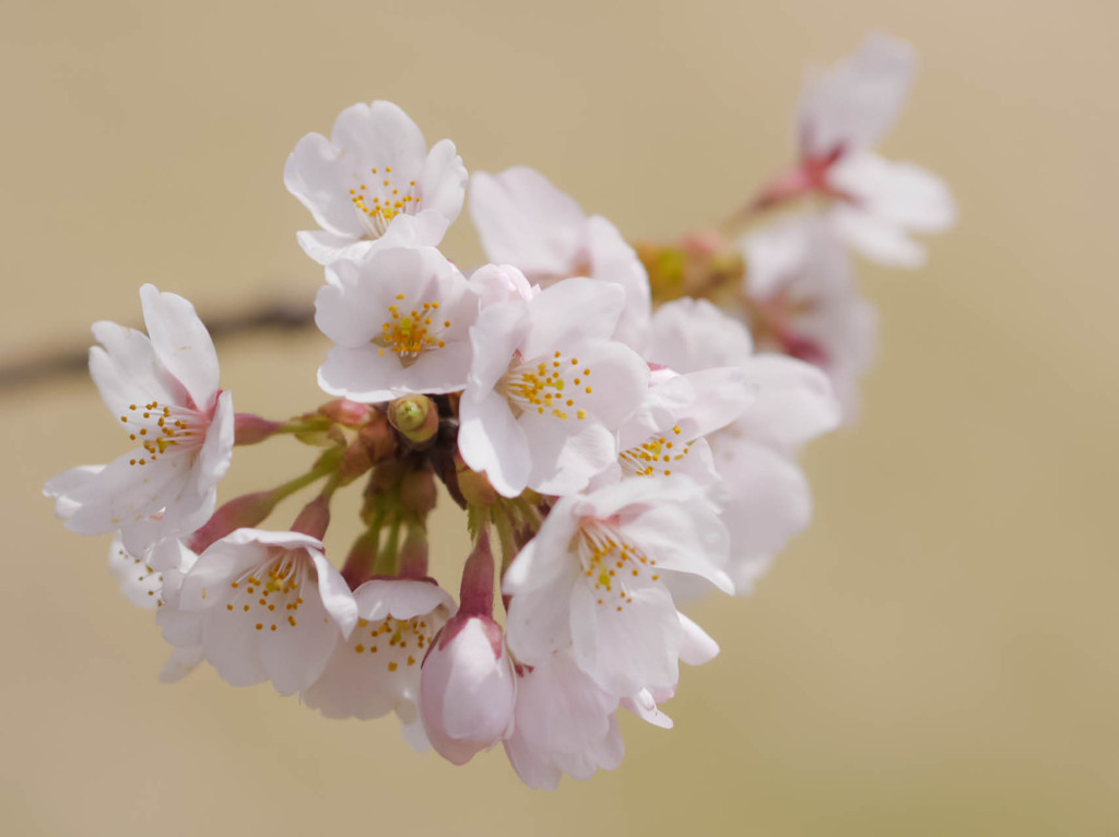 桜、あまいクリーム色をバックに