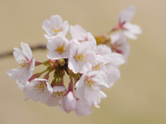 桜、あまいクリーム色をバックに