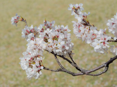 桜の花束をあなたに