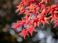 紅の楓