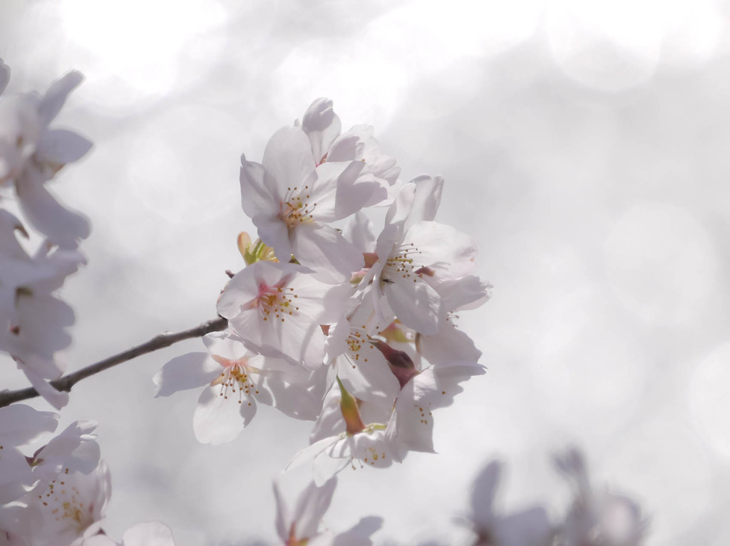 光に透ける桜