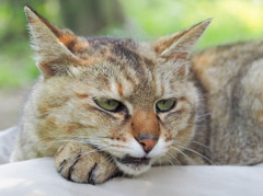 知らない人の膝でくつろぐ野良猫