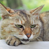 知らない人の膝でくつろぐ野良猫