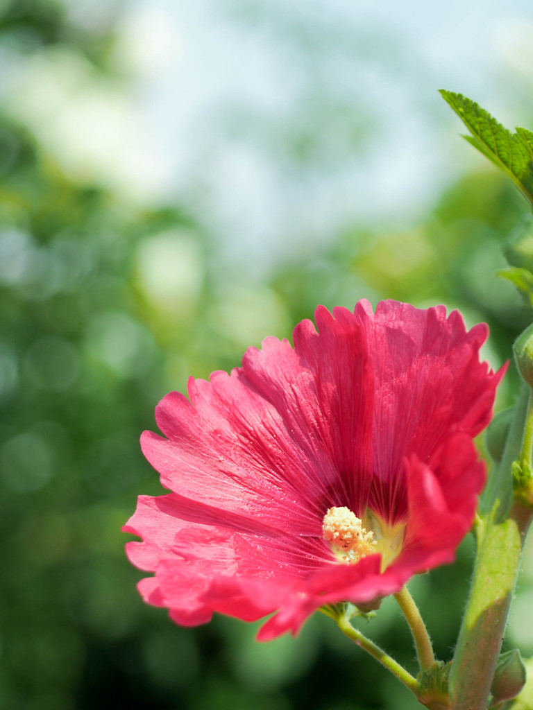 上向くタチアオイの花