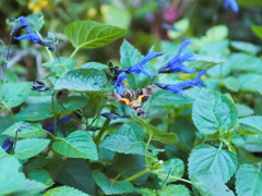 花に喰われそうなホシホウジャク