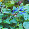 花に喰われそうなホシホウジャク