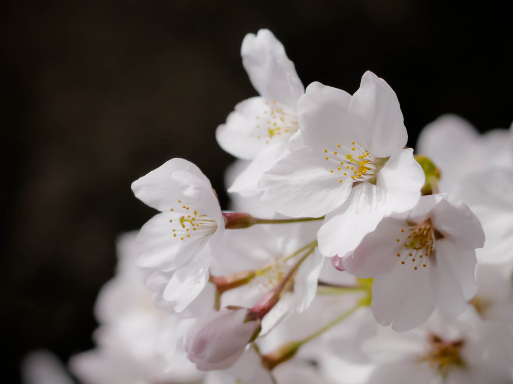 桜近撮06