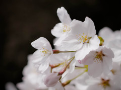 桜近撮06