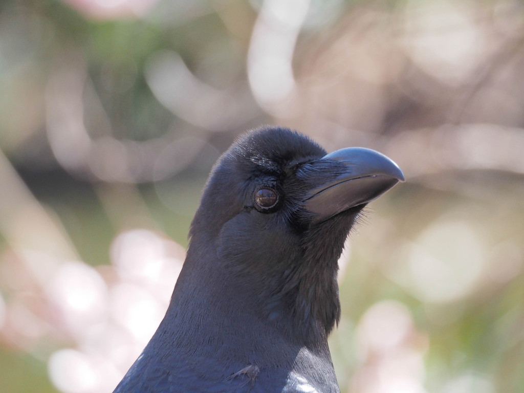 カラスが春を愛でるのは変ですか？