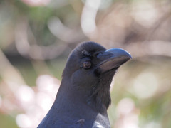 カラスが春を愛でるのは変ですか？