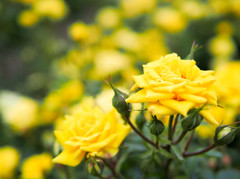 黄色一色の薔薇園