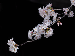 定番ブラックバックの桜