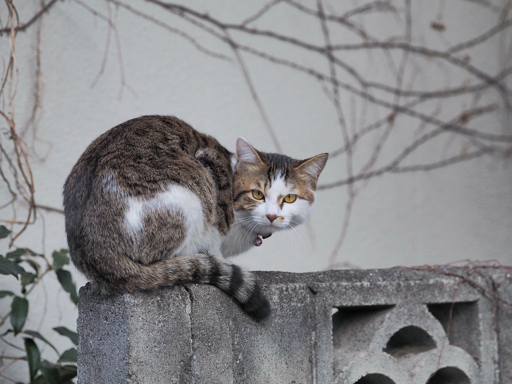 かわいい猫さんに出会いました