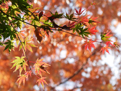 紅葉スナップ