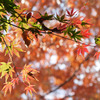 紅葉スナップ