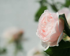 ピンクの薔薇柔らかく咲く