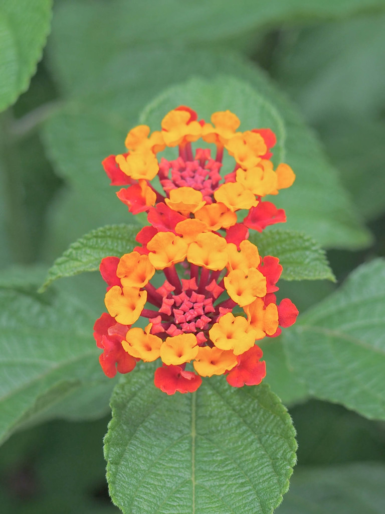 カラフルツインリング