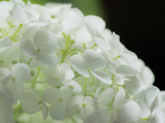 白い花の集まり