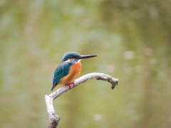 パナソニックG2でカワセミ初撮影