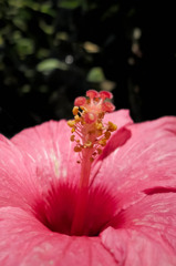 花芯をS100で撮る