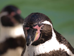 イケてるペンギン
