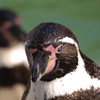 イケてるペンギン