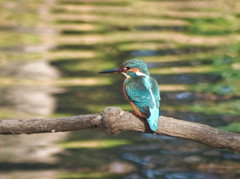 パナソニックGF1でカワセミ撮影