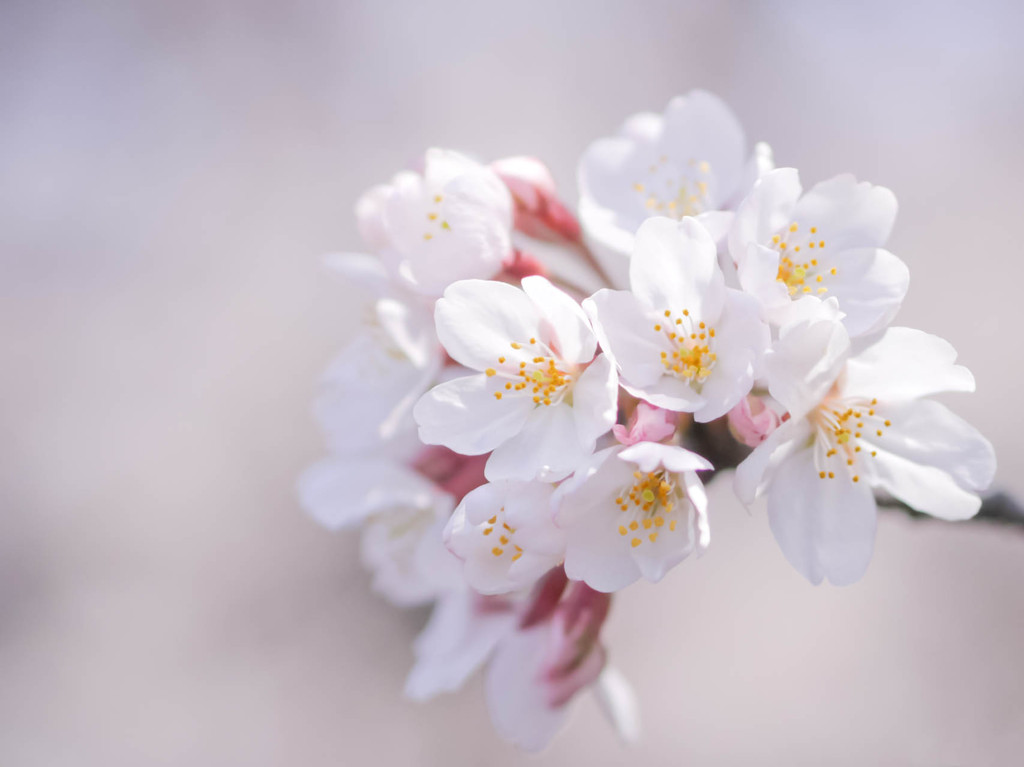 桜一束