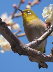 ウメジロー近接撮影