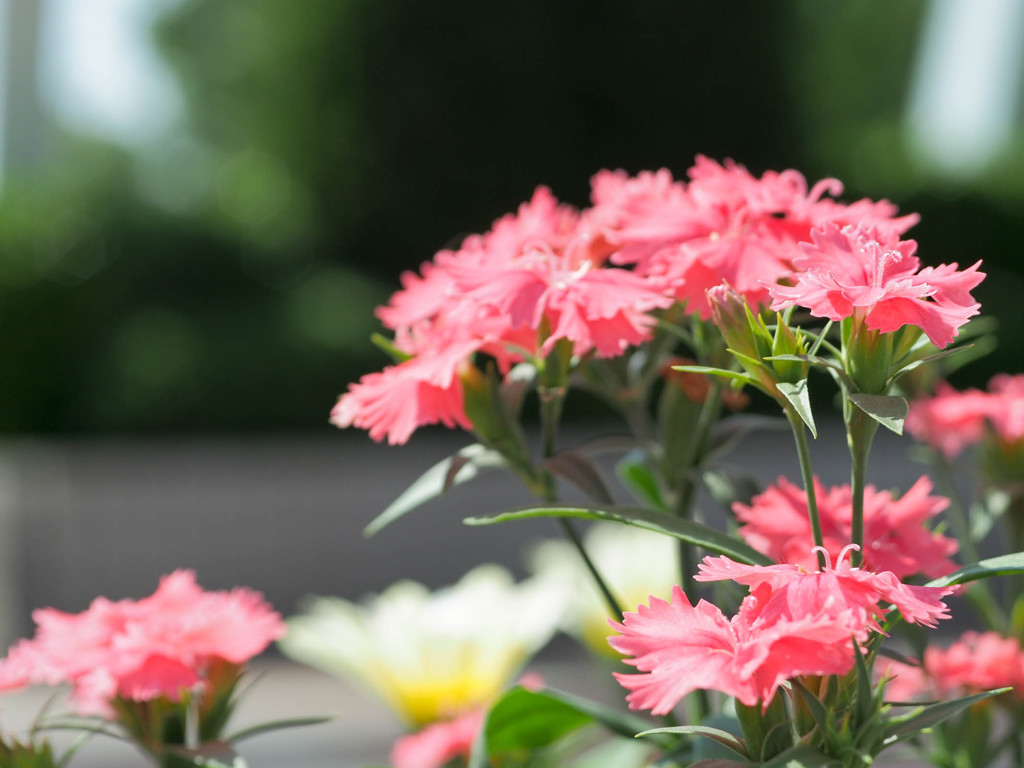 箱庭の花、美しく