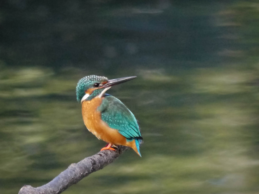 俺の後ろに立つんじゃねぇ！