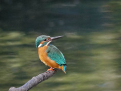 俺の後ろに立つんじゃねぇ！