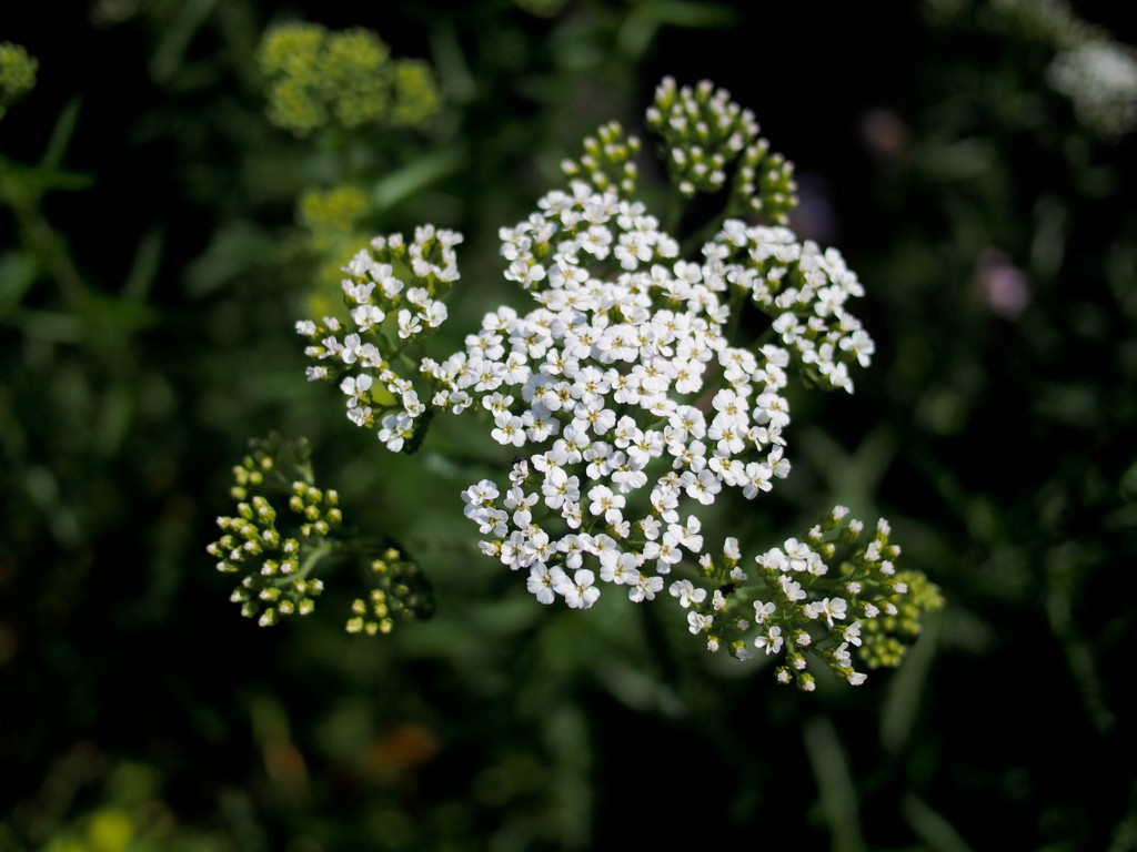 駐車場の片隅で生きる