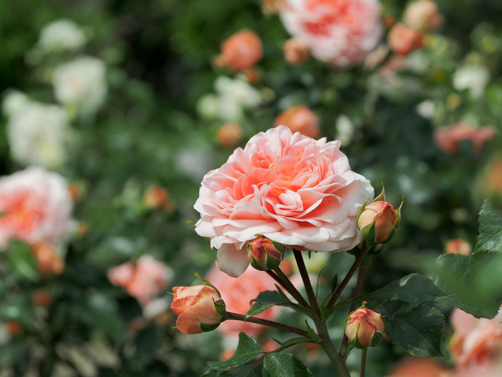 5月の薔薇
