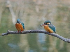 カワセミの出会い３