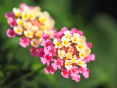 E-M1で初ランタナ撮影
