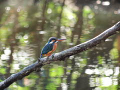 光る水面とカワセミ