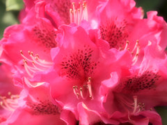 紅い花