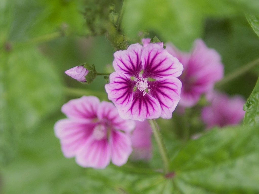葉に守られる花